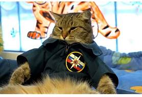 картинка The search cat от Квест Батл картинка The search cat от Квест Батл